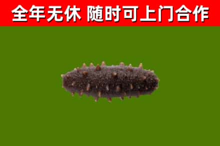 来安回收海参干